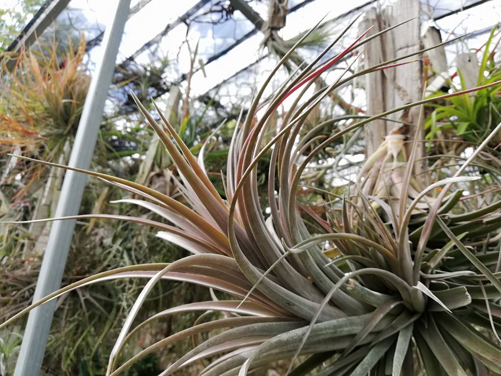 Tillandsia ionantha x intermedia